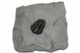Calymene Niagarensis Trilobite Fossil - New York #357071-1